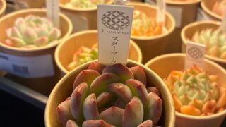 コロンと赤い多肉！スターマーク🌱