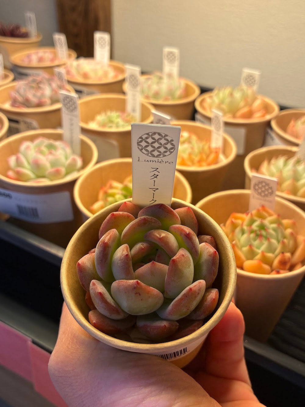 東京でたくさん多肉植物が並ぶお店 | 多肉植物専門店リュミエール_20260214