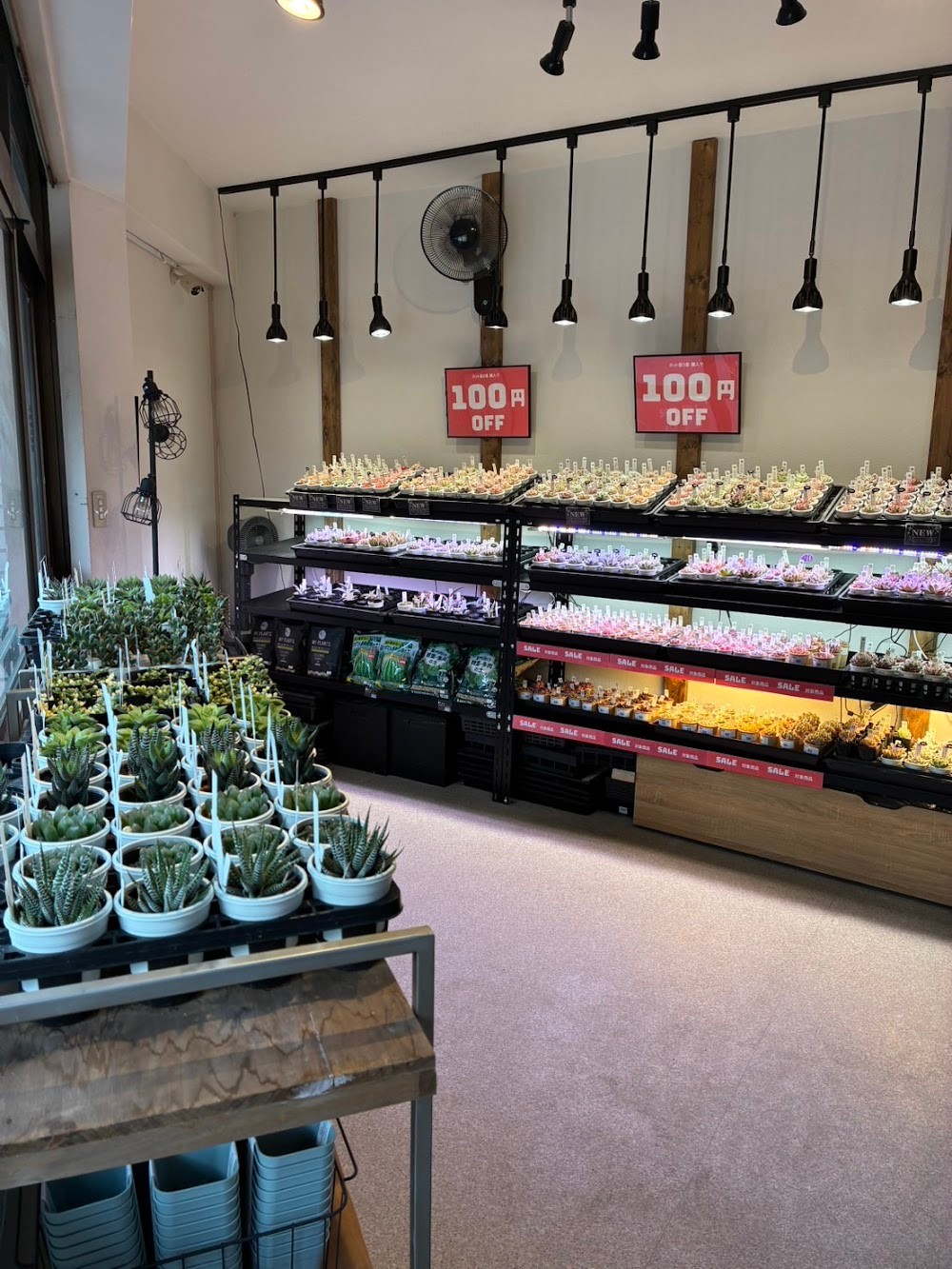 東京でたくさん多肉植物が並ぶお店 | 多肉植物専門店リュミエール_20260215