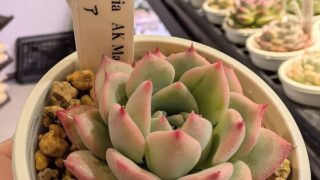 AKマリア❤️ポット苗もあります✨️