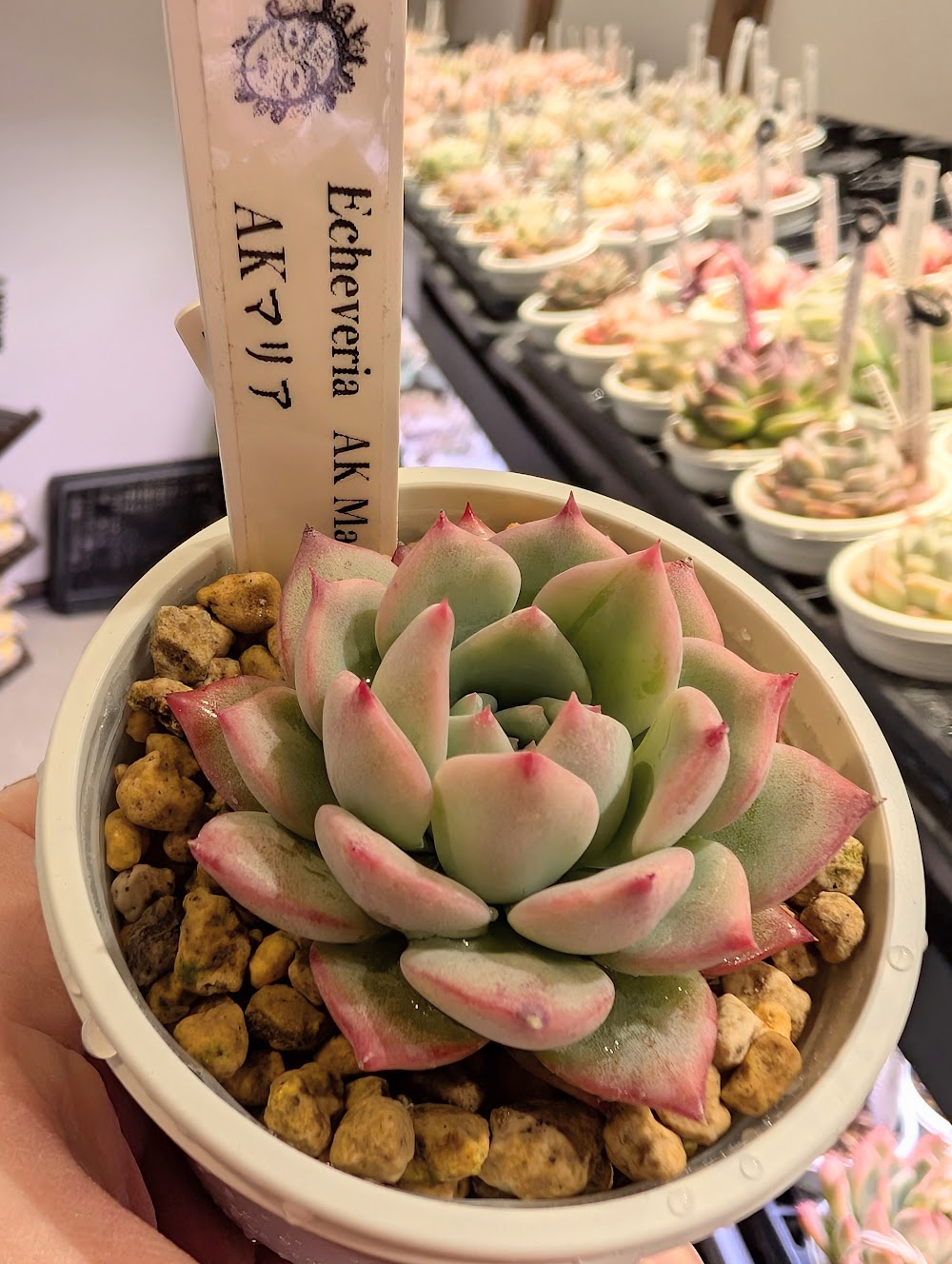 東京でたくさん多肉植物が並ぶお店 | 多肉植物専門店リュミエール_20260218