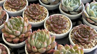 エケベリア✨️トリカラーなど!新しい苗がやってきました🌱