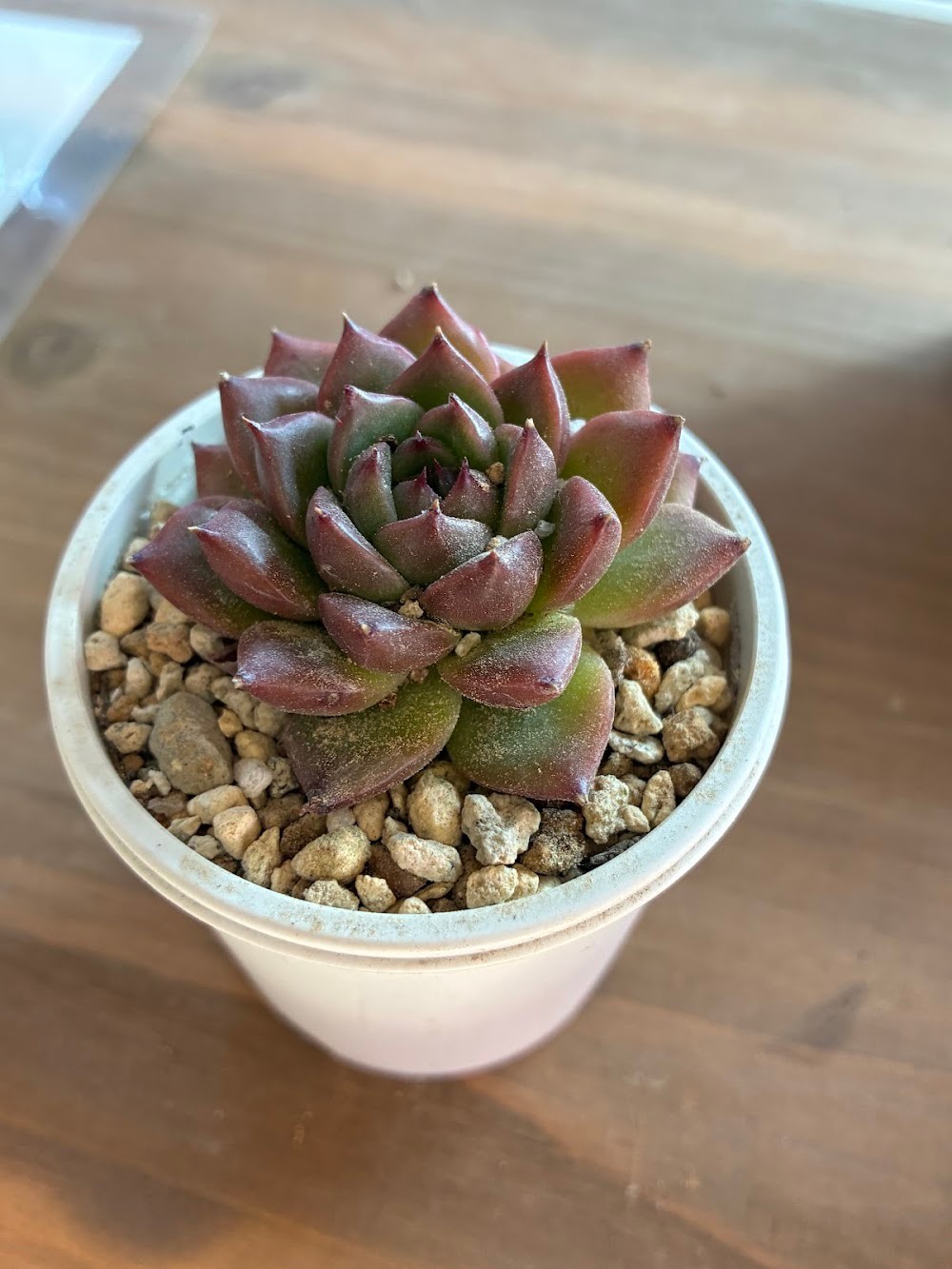 東京でたくさん多肉植物が並ぶお店 | 多肉植物専門店リュミエール_20260219