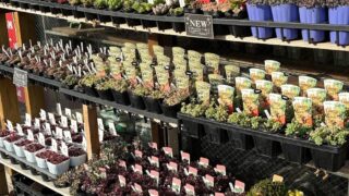 キャンペーン準備完了🤩