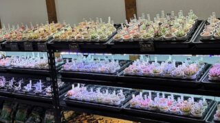 キャンペーン2日目🥳