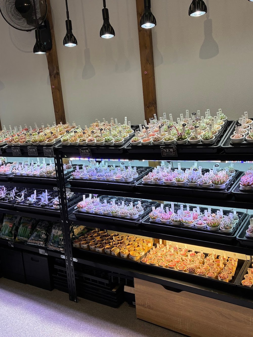 東京でたくさん多肉植物が並ぶお店 | 多肉植物専門店リュミエール_20260222