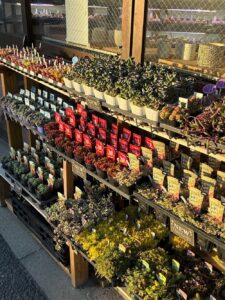 虹の玉も！レーマニーも！多肉植物専門店リュミエール葛飾店_20260223-1
