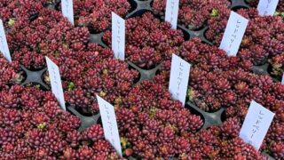 葛飾店入荷情報🌟新しい多肉たちが並びます✨✨