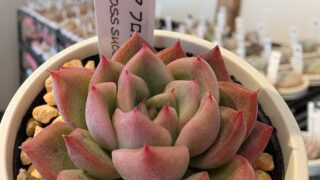 お店で見つけた👀エケベリア🌱フロレアンナ💗