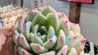 本日のかわいい多肉ははピンクモンロー❤️