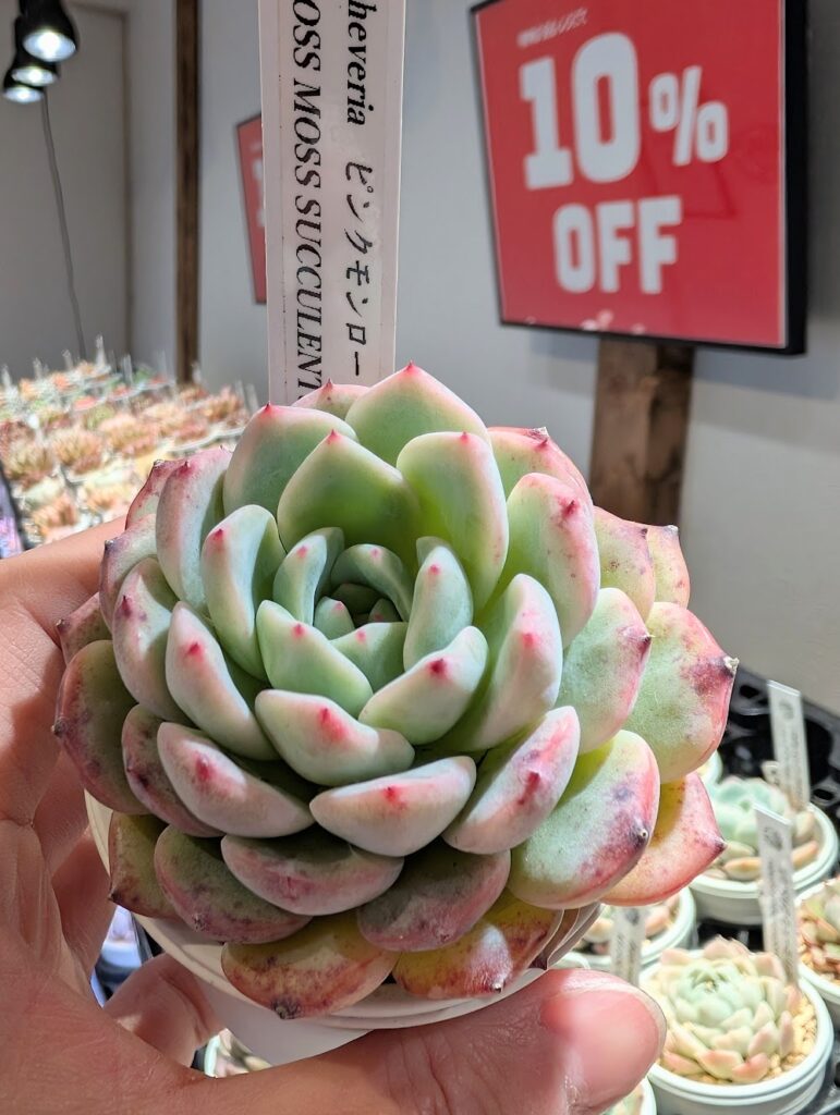 本日のかわいい多肉はピンクモンロー❤️ | 多肉植物専門店Lumiere
