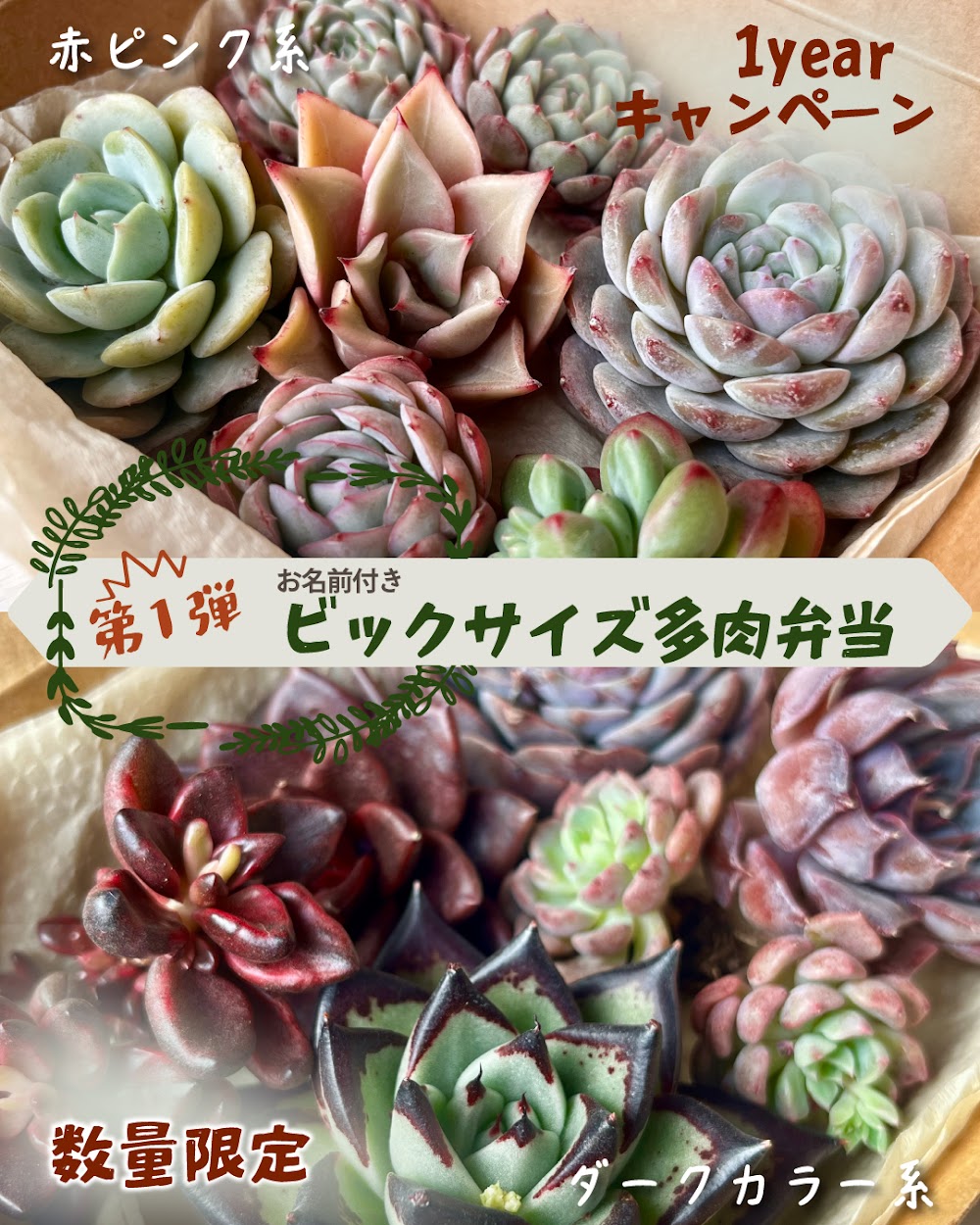 東京でたくさん多肉植物が並ぶお店 | 多肉植物専門店リュミエール_20260304