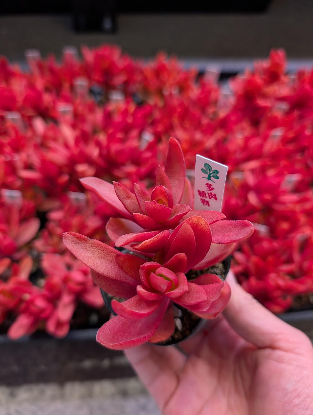 東京でたくさん多肉植物が並ぶお店 | 多肉植物専門店リュミエール_20260305