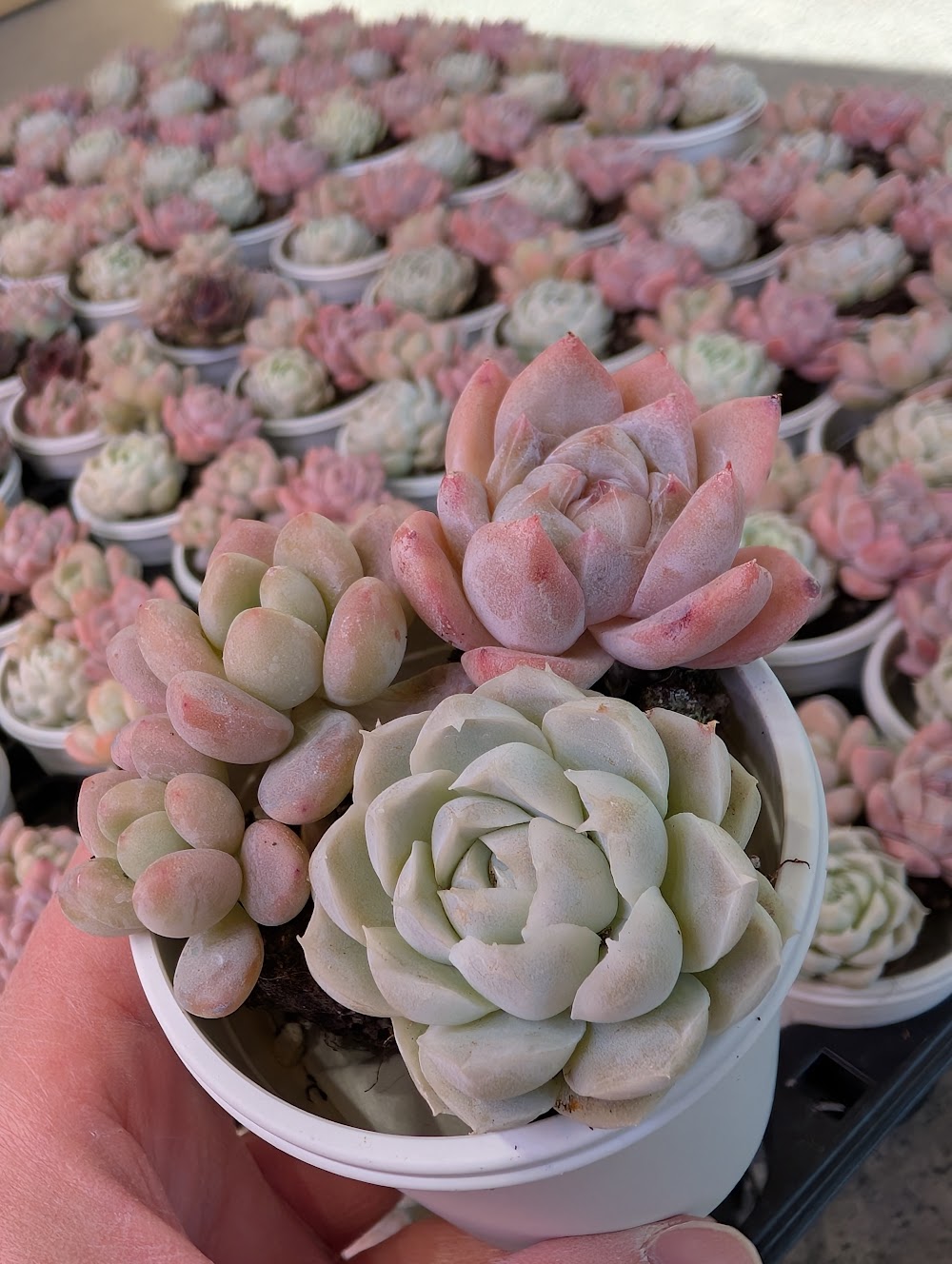 東京でたくさん多肉植物が並ぶお店 | 多肉植物専門店リュミエール_20260314