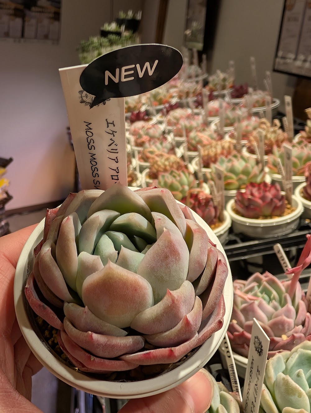 東京でたくさん多肉植物が並ぶお店 | 多肉植物専門店リュミエール_20260330