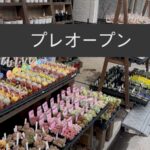 江東区の多肉植物専門店リュミエール北砂販売所！ついに再始動