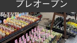 【再?プレオープン!?】セダム🌱つぶつぶいっぱい🥰お花見シーズンに推されて?江東区北砂販売所再開です!