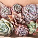 人気のシュガークリスタル、ストロベリーアイス入り！隠れたオススメはパーフェクトフェリー！あとは、なんといってもマディバ。盛りだくさんすぎ！！