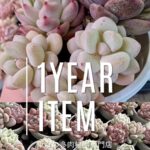 多肉植物専門店リュミエール OPEN1周年キャンペーン限定商品