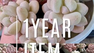 【1周年キャンペーン】第2弾がはじまりました✨️✨️