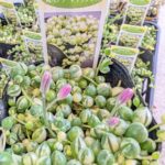 セネシオ＿斑入りグリーンネックレス多肉植物専門店リュミエール 葛飾店_0_20260318_174815