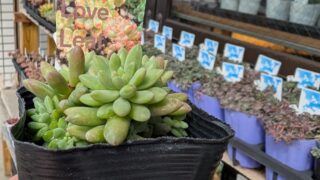 スタッフの推しの多肉🥰ピンクベリー💕