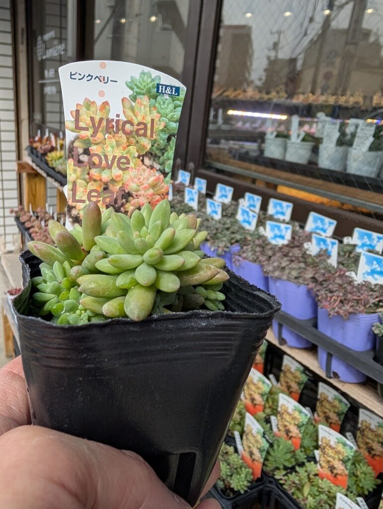 スタッフの推しの多肉🥰ピンクベリー💕 | 多肉植物専門店Lumiere