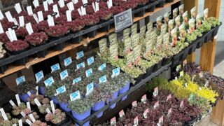 葛飾店!多肉がたくさん並ぶ🌱本日の陳列棚✨