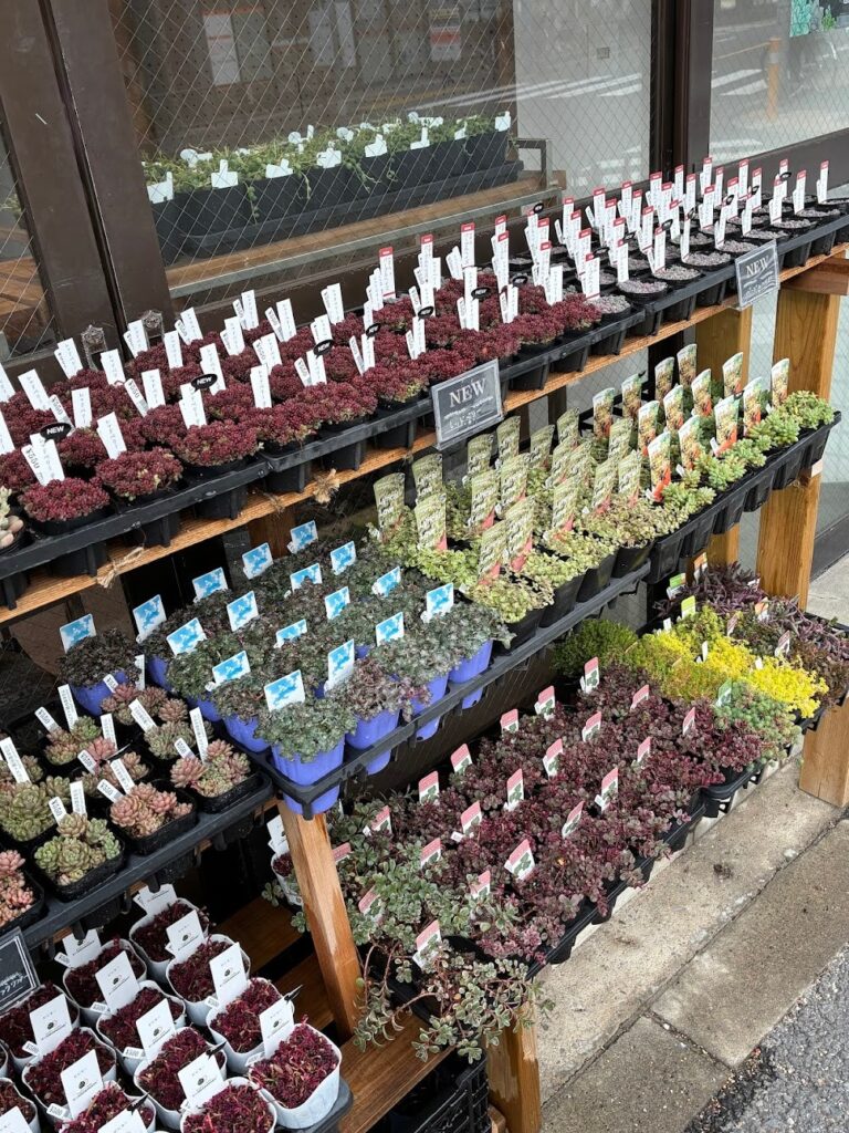 東京でたくさん多肉植物が並ぶお店-多肉植物専門店リュミエール_20260303