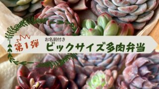 キャンペーン第1弾!ビック多肉弁当できました✨️