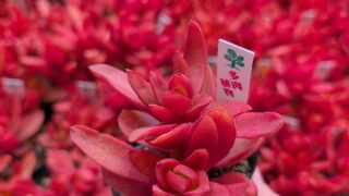 葛飾店にたくさんの多肉植物たちが入荷しました🥰