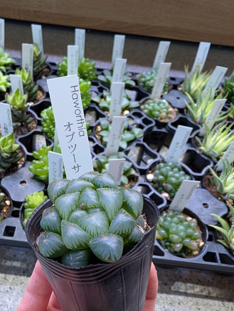 ハオルチア_オブツーサ-多肉植物専門店リュミエール_20260305-7