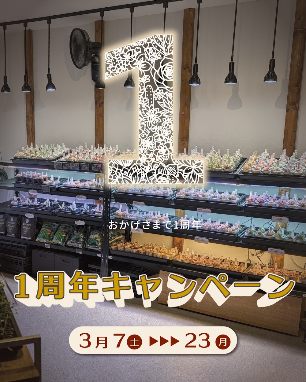 東京でたくさん多肉植物が並ぶお店 | 多肉植物専門店リュミエール_20260307