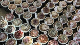 エケベリア!大量🌱新入荷🌱