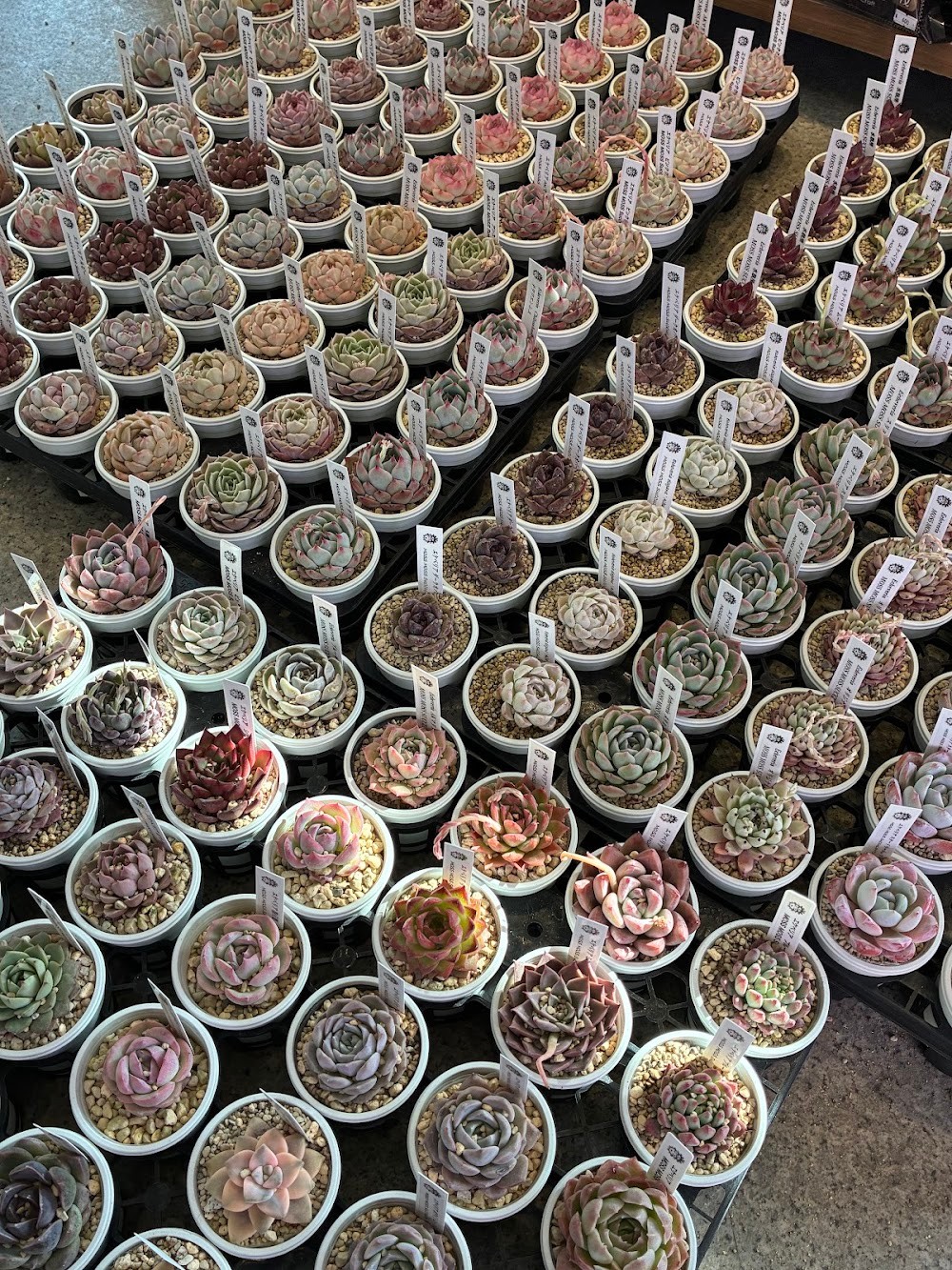 東京でたくさん多肉植物が並ぶお店 | 多肉植物専門店リュミエール_20260309