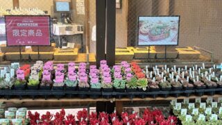 エケベリアだけではなく、セダムも充実の葛飾店です！