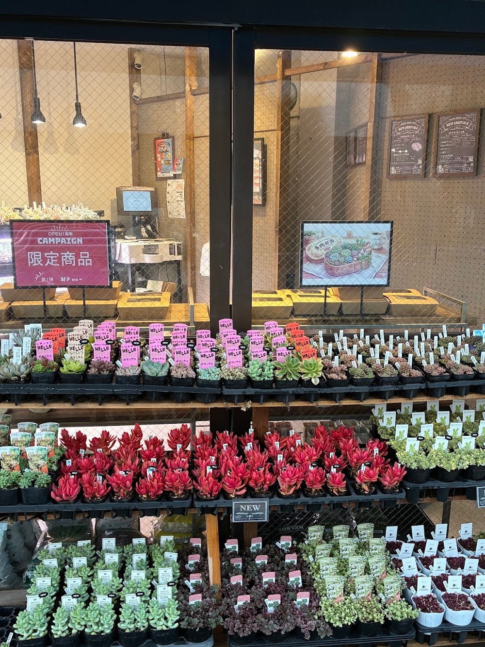 東京でたくさん多肉植物が並ぶお店 | 多肉植物専門店リュミエール_20260310