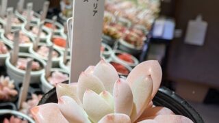 葛飾店から！かわいい多肉チーズの紹介❤️