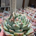 チワワエンシスルビーブラッシュ東京でたくさん多肉植物が並ぶお店-多肉植物専門店リュミエール_20260312-347