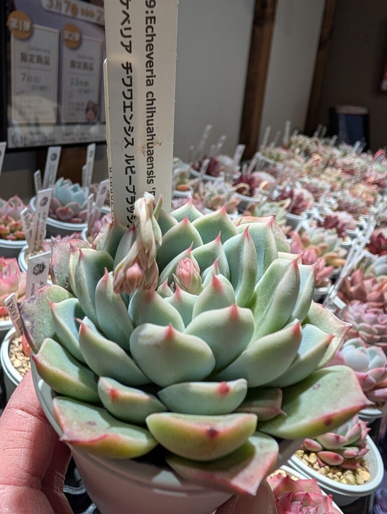 チワワエンシスルビーブラッシュ_東京の多肉植物専門店リュミエール