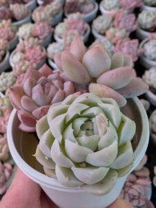 東京でたくさん多肉植物が並ぶお店-多肉植物専門店リュミエール_20260314-1