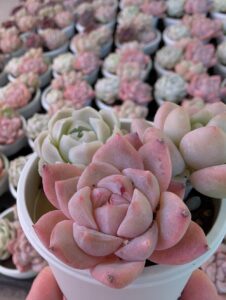 東京でたくさん多肉植物が並ぶお店-多肉植物専門店リュミエール_20260314-2