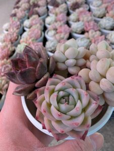 東京でたくさん多肉植物が並ぶお店-多肉植物専門店リュミエール_20260314-3