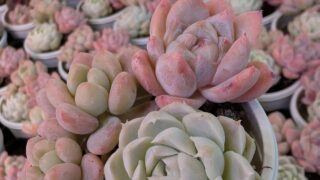 プラグ苗セット🩷2種類あります！キャンペーン第２弾✨開催中✨️