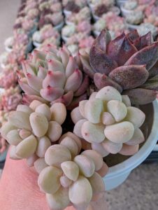 東京でたくさん多肉植物が並ぶお店-多肉植物専門店リュミエール_20260314-5