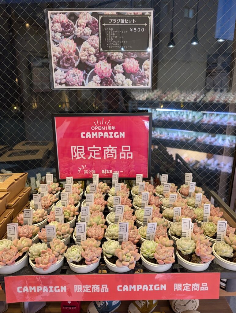 東京でたくさん多肉植物が並ぶお店-多肉植物専門店リュミエール_20260314-7