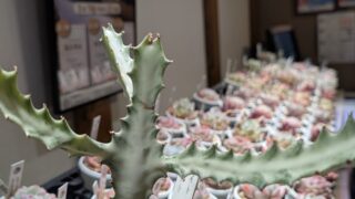 ユーフォルビア🌱ホワイトゴースト入荷しました🌱