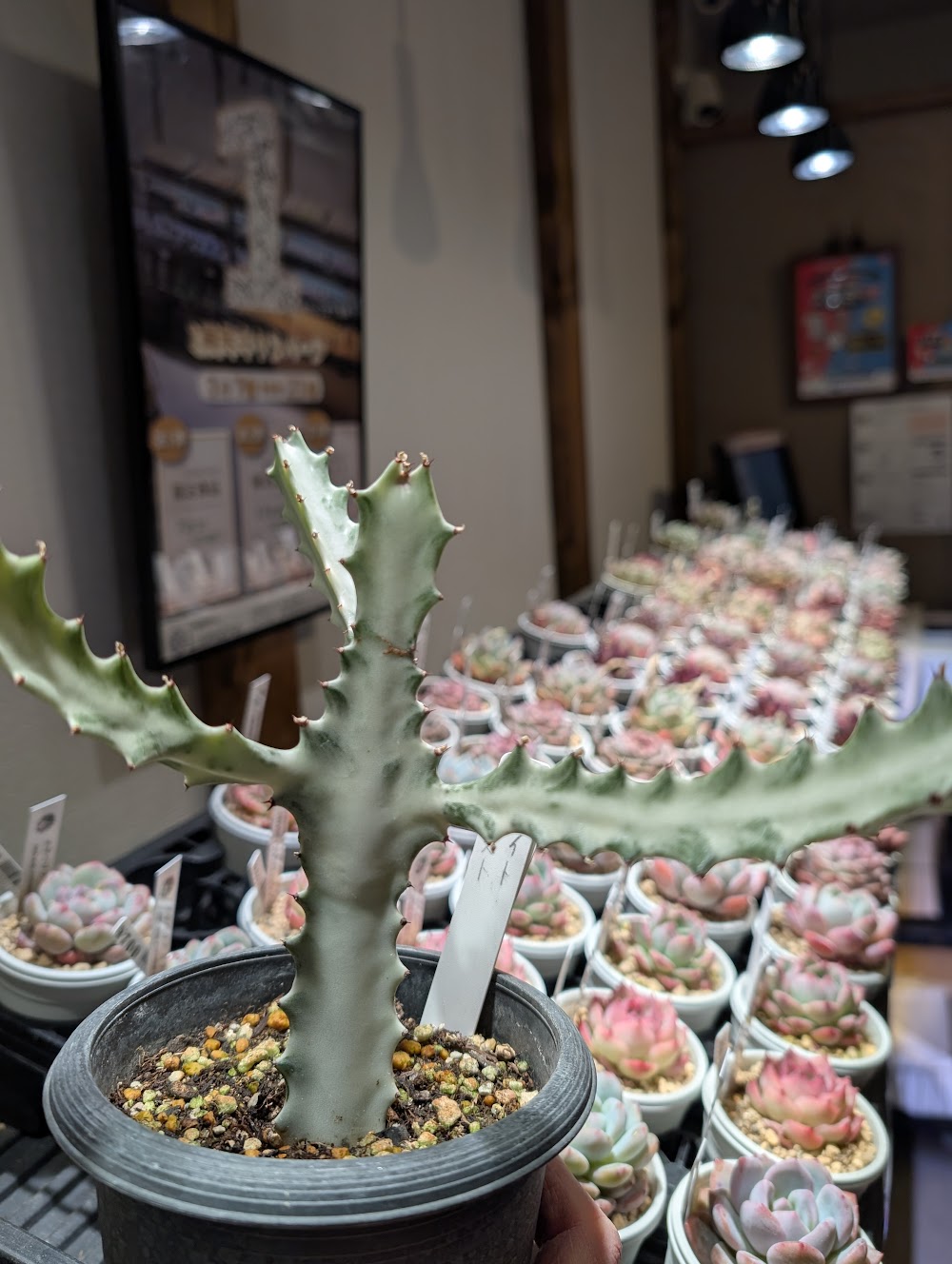 東京でたくさん多肉植物が並ぶお店 | 多肉植物専門店リュミエール_20260315