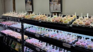 多肉植物専門店リュミエール葛飾店はこんな感じ！📸