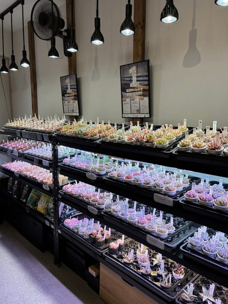 東京でたくさん多肉植物が並ぶお店-多肉植物専門店リュミエール_20260316